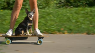 chien sur un skateboard