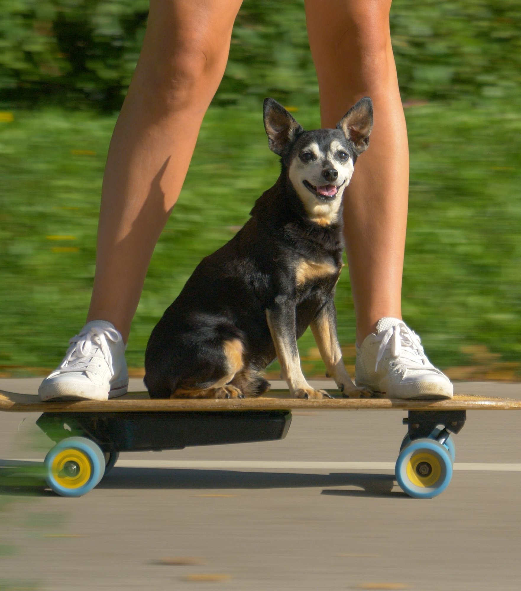 Dog riding an e-longboard - Image